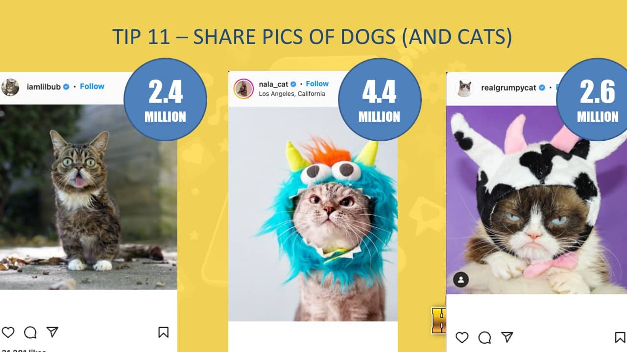 tip 11 - share pics of dogs and cats